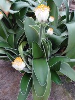 پیاز گل سوسن قلم مو  یا سوسن خون سفید | white blood lily