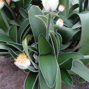 پیاز گل سوسن قلم مو  یا سوسن خون سفید | white blood lily