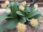 پیاز گل سوسن قلم مو  یا سوسن خون سفید | white blood lily