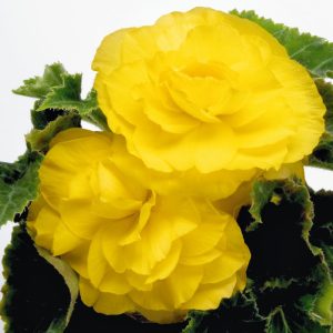بذر بگونیا غده ای نیو استار زرد | Begonia Tubrhybrida New Star Yellow