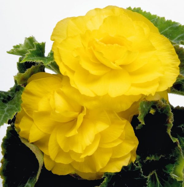 بذر بگونیا غده ای نیو استار زرد | Begonia Tubrhybrida New Star Yellow