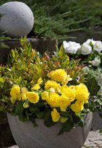بذر بگونیا غده ای نیو استار زرد | Begonia Tubrhybrida New Star Yellow