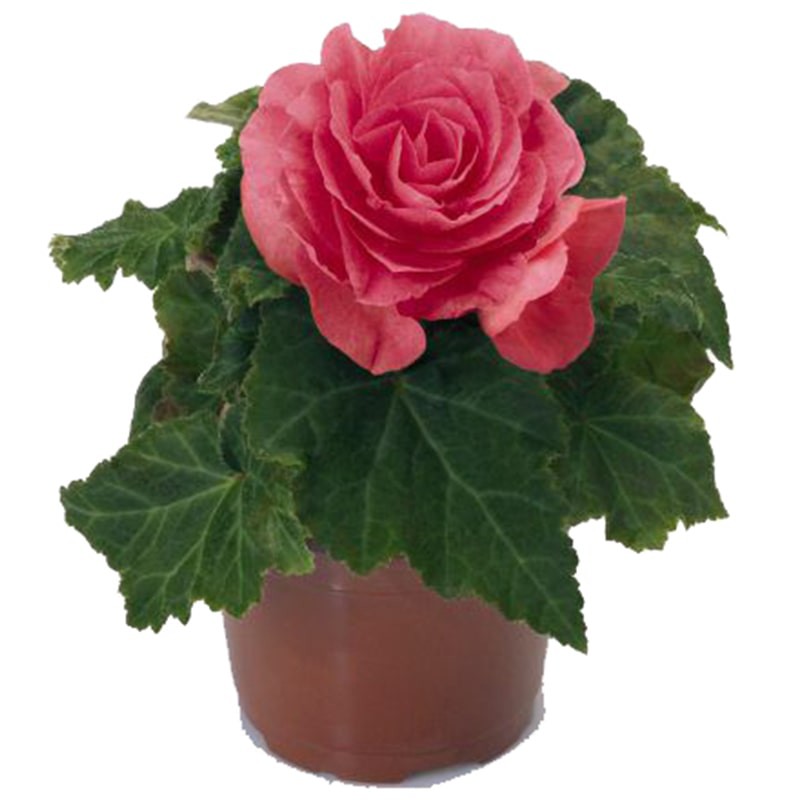 بذر بگونیا غده ای نیو استار رز | Begonia Tubrhybrida New Star Rose