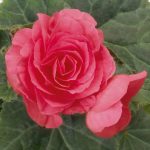 بذر بگونیا غده ای نیو استار رز | Begonia Tubrhybrida New Star Rose