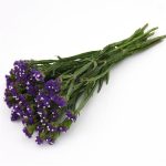 بذر لیمونیوم یا استاتیس رنگ آبی تیره پن آمریکن | Limonium Qis Blue Dark