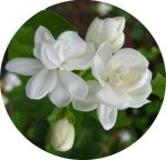 بذر گل یاس انواع رنگها (یاسمن white Jasmines)
