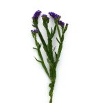 بذر لیمونیوم یا استاتیس رنگ آبی تیره پن آمریکن | Limonium Qis Blue Dark
