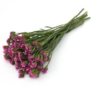 بذر لیمونیوم یا استاتیس رنگ رز یا صورتی پن آمریکن | Limonium Qis Rose