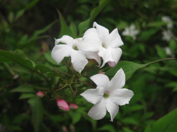 بذر گل یاس انواع رنگها (یاسمن white Jasmines)
