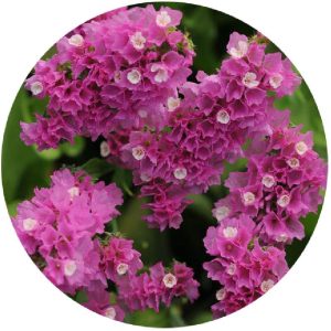 بذر لیمونیوم یا استاتیس رنگ رز یا صورتی پن آمریکن | Limonium Qis Rose