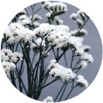 بذر لیمونیوم یا استاتیس رنگ سفید پن آمریکن | Limonium Qis White
