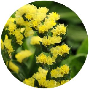 بذر لیمونیوم یا استاتیس رنگ زرد پن آمریکن | Limonium Qis Yellow