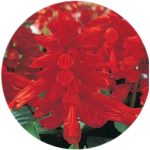بذر گل سلوی یا مریم گلی زینتی قرمز واریته ویستا از شرکت پن آمریکن