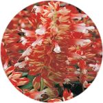 بذر گل سلوی یا مریم گلی زینتی قرمز سفید واریته ویستا از شرکت پن آمریکن