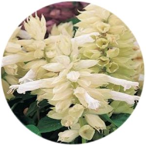 بذر گل سلوی یا مریم گلی زینتی رنگ سفید واریته ویستا از شرکت پن آمریکن