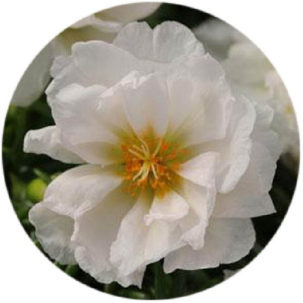 بذر ناز آفتابی یا پورتولاکا F1 رنگ نارگیلی سفید واریته ساعت خوش از شرکت پن آمریکن | Portulaca Happy Hour Coconut