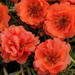 بذر ناز آفتابی یا پورتولاکا F1 رنگ نارنجی واریته ساعت خوش از شرکت پن آمریکن | Portulaca Happy Hour Orange
