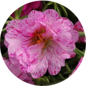 بذر ناز آفتابی یا پورتولاکا F1 رنگ پپرمینت واریته ساعت خوش از شرکت پن آمریکن | Portulaca Happy Hour Peppermint
