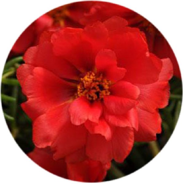 بذر ناز آفتابی یا پورتولاکا F1 رنگ قرمز خالص واریته ساعت خوش از شرکت پن آمریکن | Portulaca Happy Hour Red Deep