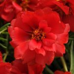 بذر ناز آفتابی یا پورتولاکا F1 رنگ قرمز خالص واریته ساعت خوش از شرکت پن آمریکن | Portulaca Happy Hour Red Deep