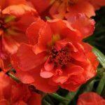 بذر ناز آفتابی یا پورتولاکا F1 رنگ قرمز خالص واریته ساعت خوش از شرکت پن آمریکن | Portulaca Happy Hour Red Deep