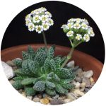 بذر کراسولا اوسنسیس تیتانوپسیس | Crassula ausensis v. titanopsis
