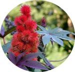 بذر گل زیبای کرچک زینتی  (Ricinus Communis)