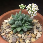 بذر کراسولا اوسنسیس تیتانوپسیس | Crassula ausensis v. titanopsis