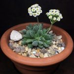بذر کراسولا اوسنسیس تیتانوپسیس | Crassula ausensis v. titanopsis
