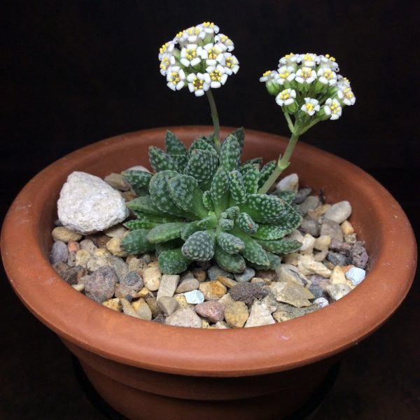 بذر کراسولا اوسنسیس تیتانوپسیس | Crassula ausensis v. titanopsis