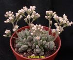 بذر کراسولا اوسنسیس تیتانوپسیس | Crassula ausensis v. titanopsis