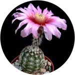 بذر اچینو سرئوس ملانوسنتروس | Echinocereus melanocentrus