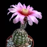 بذر اچینو سرئوس ملانوسنتروس | Echinocereus melanocentrus