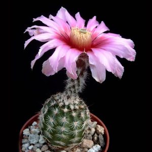 بذر اچینو سرئوس ملانوسنتروس | Echinocereus melanocentrus