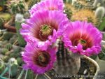 بذر اچینو سرئوس ملانوسنتروس | Echinocereus melanocentrus