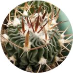 بذر اچینو فوسالو تیرا بلانکا Echinofossulocactus sp Tierra Blanca SLP