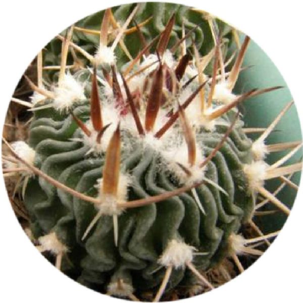 بذر اچینو فوسالو تیرا بلانکا Echinofossulocactus sp Tierra Blanca SLP