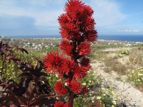بذر گل زیبای کرچک زینتی  (Ricinus Communis)