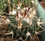 بذر اچینو فوسالو تیرا بلانکا Echinofossulocactus sp Tierra Blanca SLP