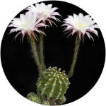 بذر اچینوپسیس ایریسی Echinopsis eyriesii