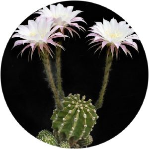 بذر اچینوپسیس ایریسی Echinopsis eyriesii