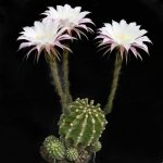 بذر اچینوپسیس ایریسی Echinopsis eyriesii