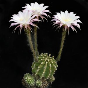 بذر اچینوپسیس ایریسی Echinopsis eyriesii
