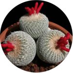 بذر اپیتلانتا میکرومریس Epithelantha micromeris