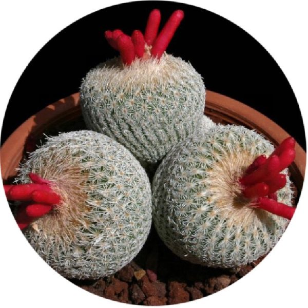 بذر اپیتلانتا میکرومریس Epithelantha micromeris