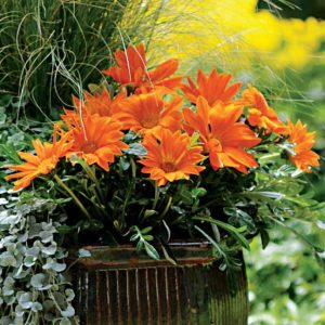 بذر گل گازانیا پاکوتاه نارنجی روشن شرکت پن آمریکن واریته Gazania New Day Orange Clear