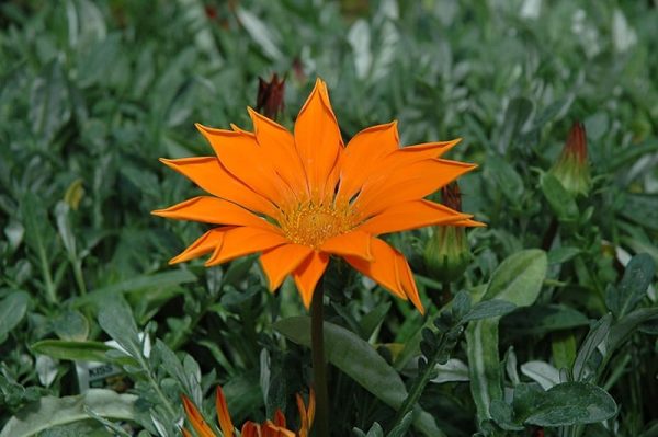 بذر گل گازانیا پاکوتاه نارنجی روشن شرکت پن آمریکن واریته Gazania New Day Orange Clear