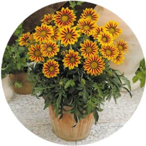 بذر گل گازانیا پاکوتاه رنگ قرمز راه راه شرکت پن آمریکن واریته Gazania New Day Red Stripe