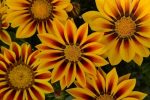 بذر گل گازانیا پاکوتاه رنگ قرمز راه راه شرکت پن آمریکن واریته Gazania New Day Red Stripe