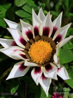 بذر گل گازانیا پاکوتاه رنگ سرخ راه راه شرکت پن آمریکن واریته Gazania New Day Rose Stripe